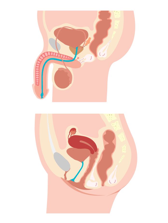 uretra-urinario